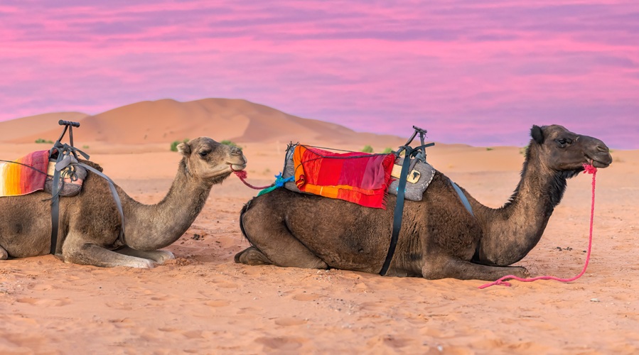 camel ride, caravanian, morocco desert